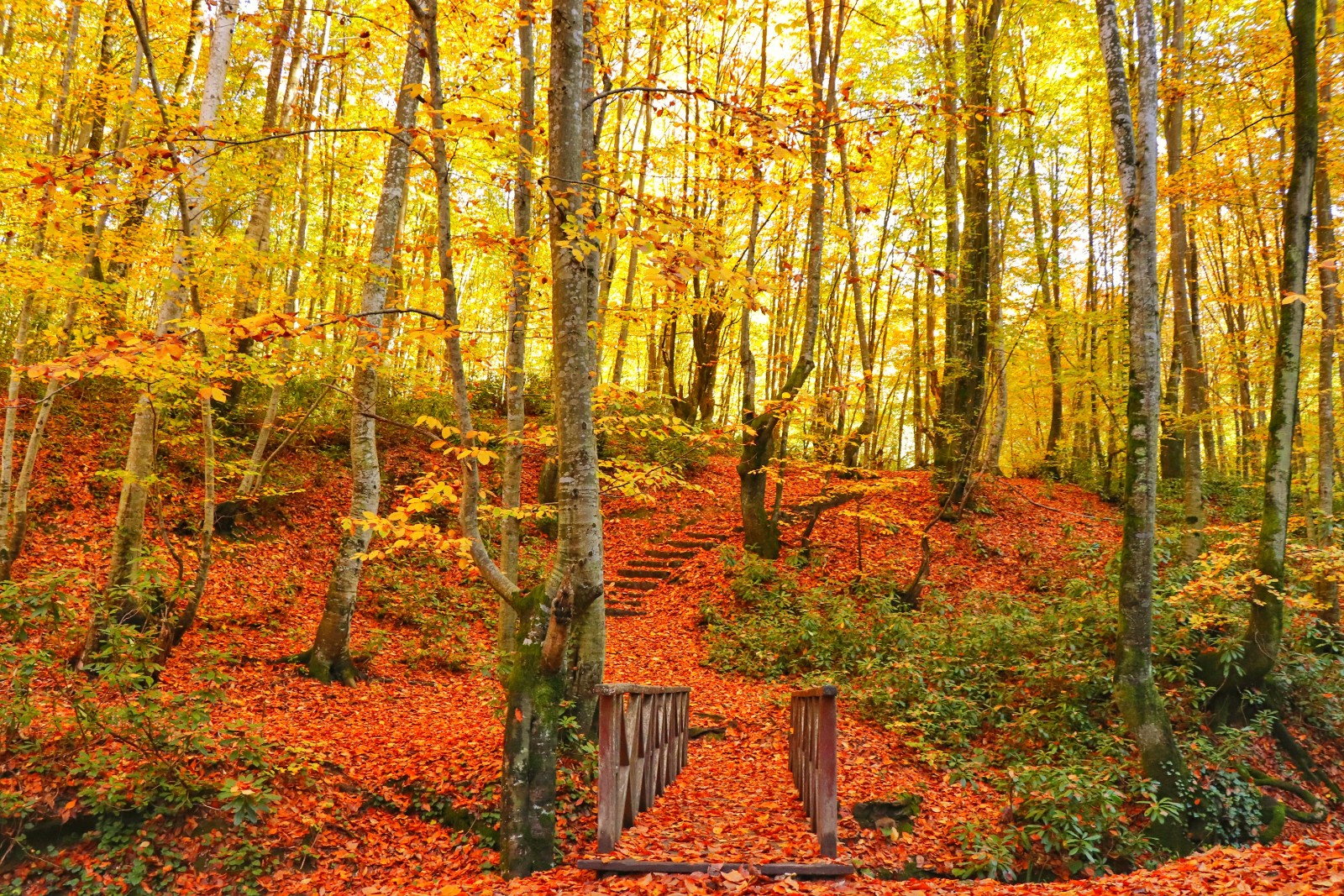 Zonguldak Şehir Ormanı